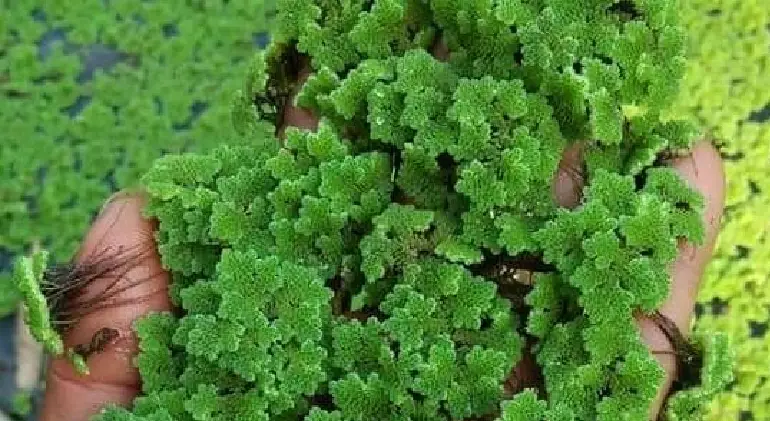 زراعة الأزولا