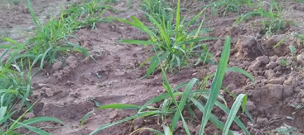 زراعة البونيكام (العلف الأخضر)