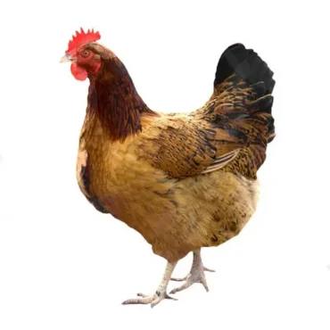 الدجاجة البلدية