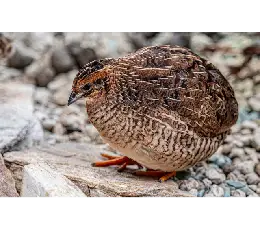 السمان الحي من مزرعة البلدي