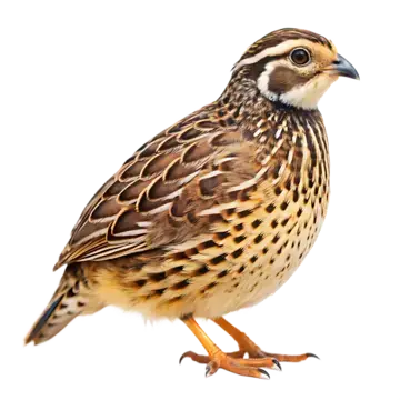السمان من مزرعة البلدي