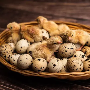 بيض السمان المخصب للتفريخ من مزرعة البلدي